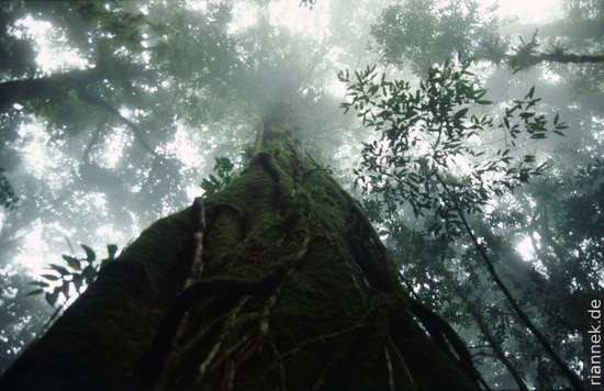 Wald in Honduras