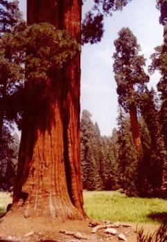 Sequoia Nationalpark