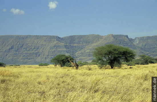 Giraffen vor der Bruchstufe des Ostafrikanischen Grabens (Tansania)