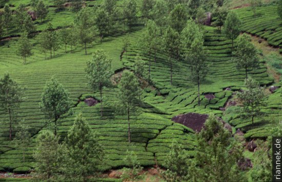 Tee bei Munnar