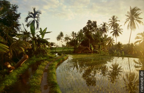 Reisfelder bei Ubud