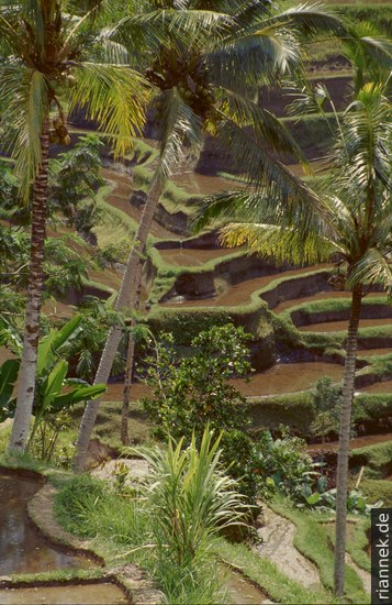 Reisfelder bei Ubud