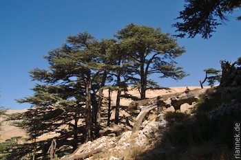 Cedars