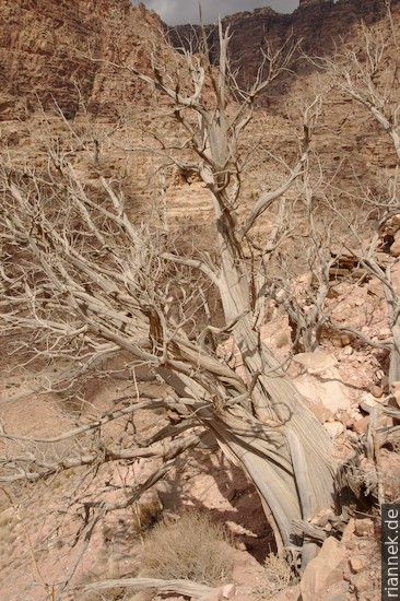 Juniper tree near Dana