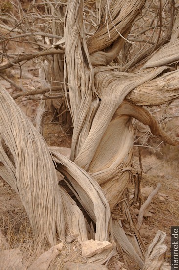 Juniper tree near Dana