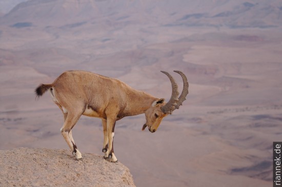 Nubian ibex