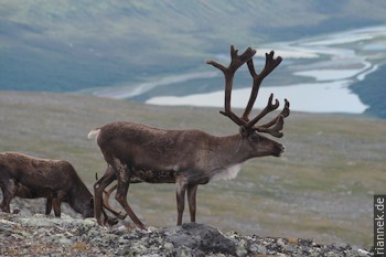 Rentiere im Sarek