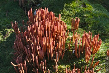 Merkwürdige Vegetation