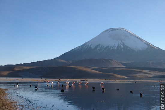 Flamingos in Lago Chungara and Parinacota volcano