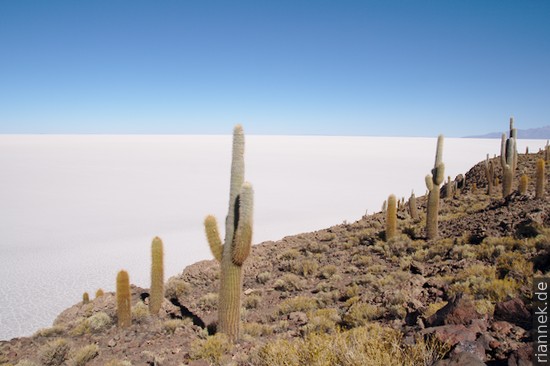 Isla Incahuasi in the Salar de Uyuni