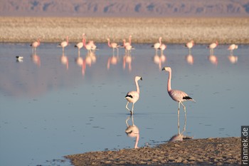 Flamingos in a pond on the Salar de Atacama