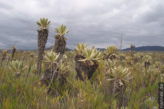 Paramo im Nationalpark Puracé