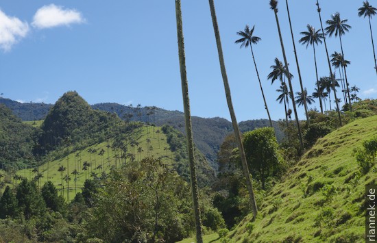 Valle de Cocora