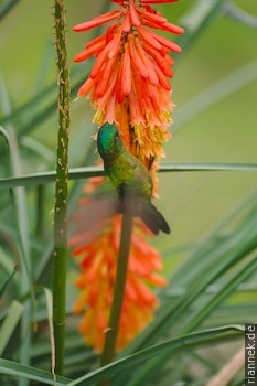 Hummingbird