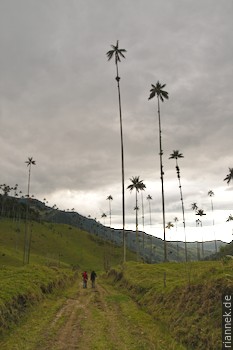 Valle de Cocora