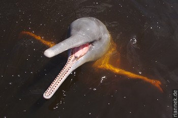 River dolphin in the Rio Negro