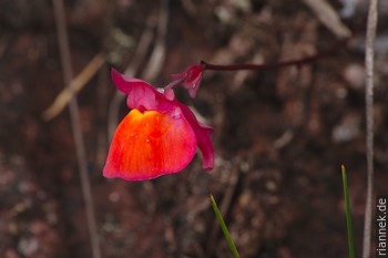 Utricularia Quelchii