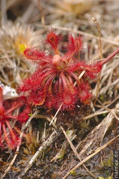 Drosera Roraimae