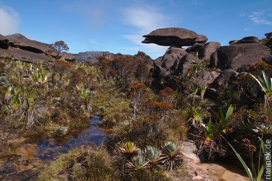 Auf dem Tepui