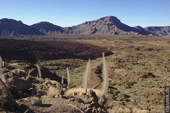 Vertrocknete Tajinasten in der Cañadas-Caldera (Mirador del Tabonal Negro)