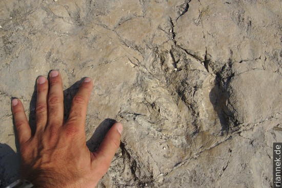 Dinosaur track