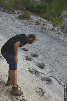 Dinosaur track: