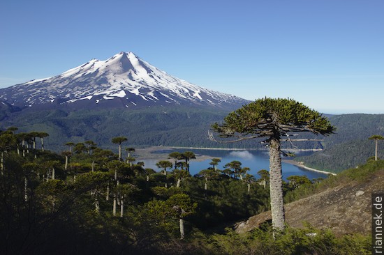 Llaima Volcano with Araucaria and Laguna Conguillio