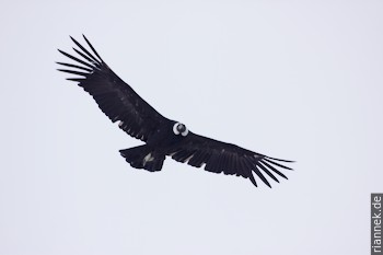 Condor