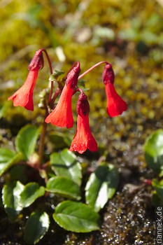 Ourisia Ruelloides