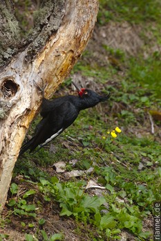 Magellanspecht (Weibchen)