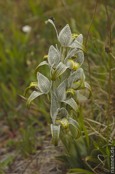 Chloraea Patagonica