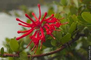 Notro, Embothrium coccineum