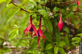 Fuchsia magellanica