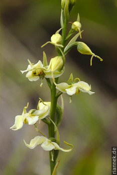 Gavilea araucana