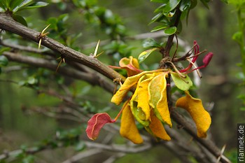 Aecidium magellanicum