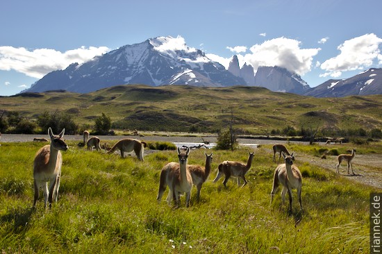 Guanacos in front of Torres del Paine