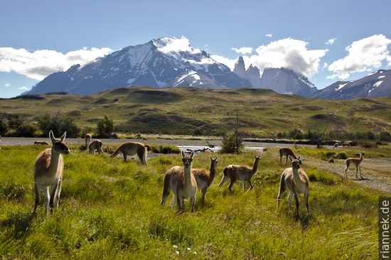 Guanacos vor den Torres del Paine