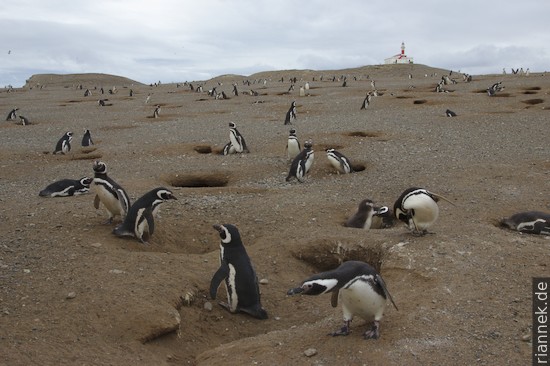 Isla Magdalena: Magellan penguins