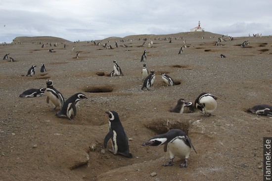 Isla Magdalena: Magellanpinguine