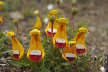 Pantoffelblumen (Calceolaria uniflora)