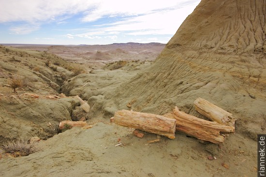 Petrified Forest of Sarmiento