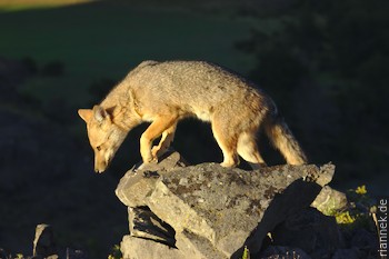 Andean Fox