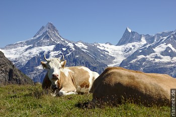 Noch mehr Hörner (mit Schreckhorn und Finsteraarhorn)