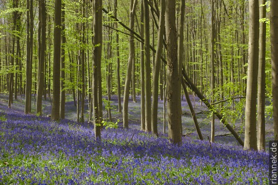 Hallerbos Bluebells