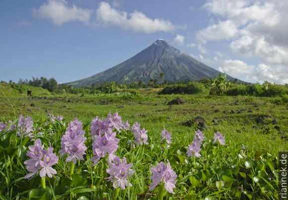 Water hyacinths near Cagsawa