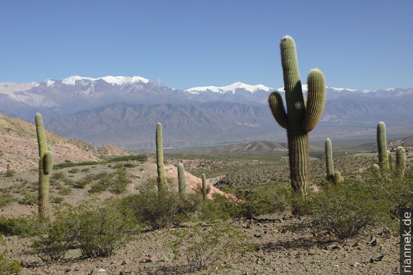 Cacti