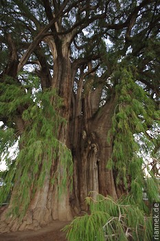 Árbol del Tule