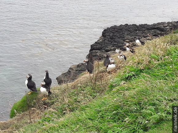 Puffins on Staffa