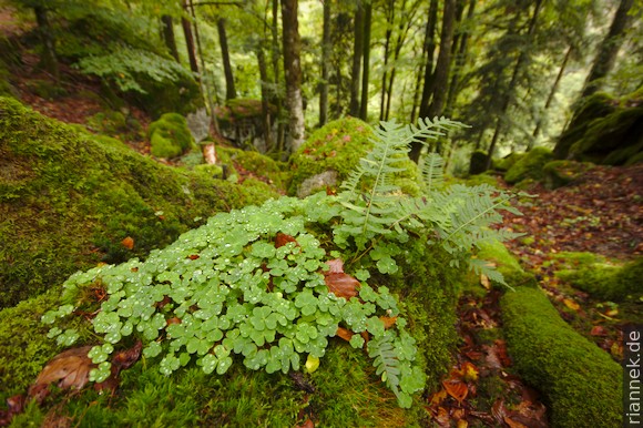 Protected forest in the Wehra Gorge