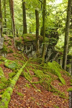 Bannwald in der Wehraschlucht